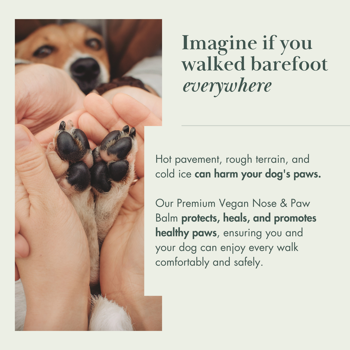 3 Pack - Vegan Dog Nose and Paw Balm