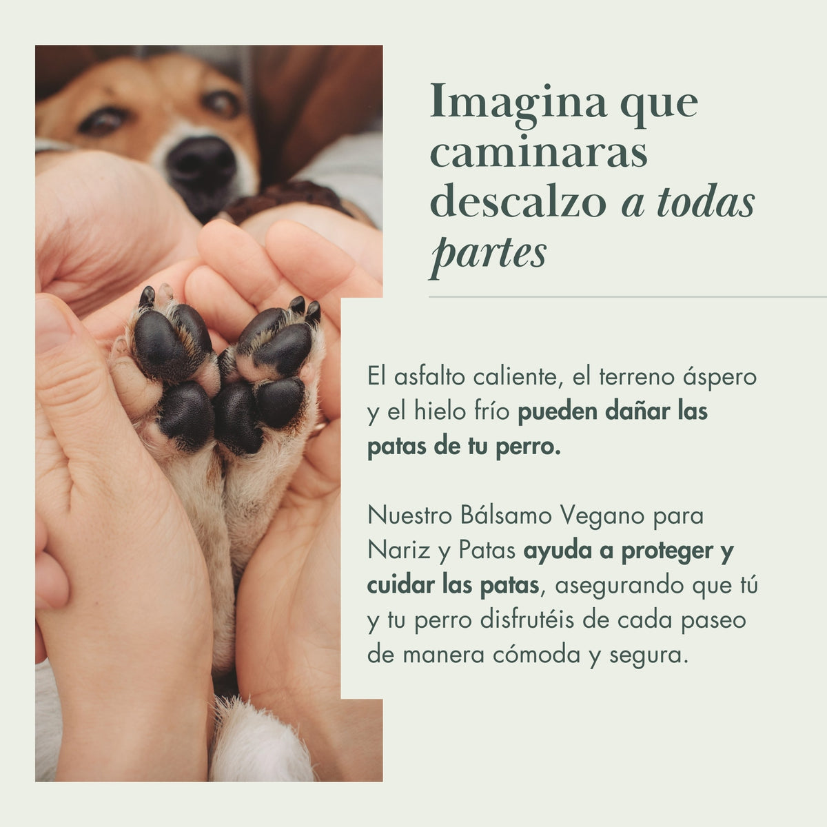 2 Pack - Vegan Dog Nose and Paw Balm